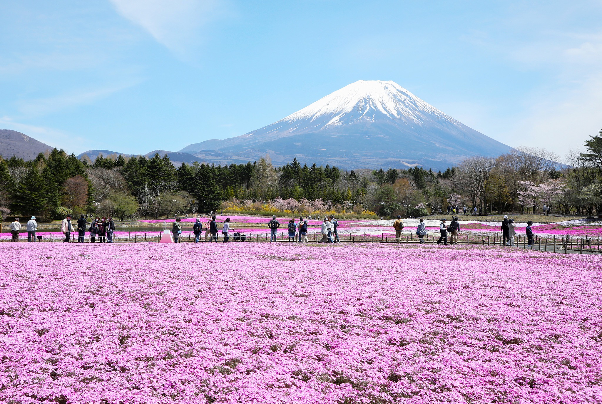 NHẬT BẢN TƯNG BỪNG LỄ HỘI HOA CHI ANH (TOKYO – YAMANASHI – FUJI – NARITA)